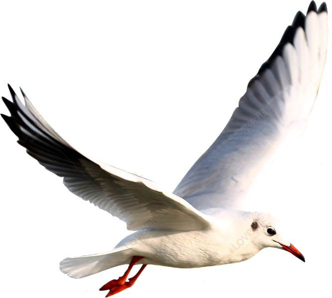 seagull